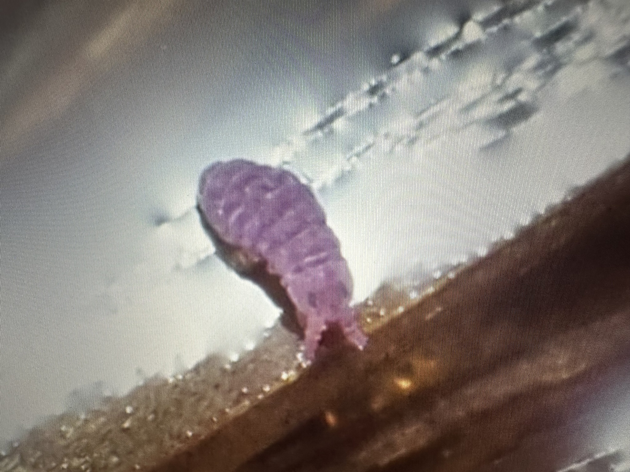 Brachystomella parvula (Schäffer, 1896)