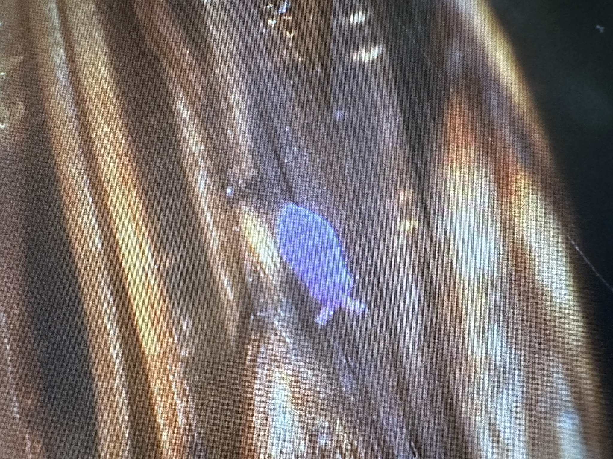 Brachystomella parvula (Schäffer, 1896)