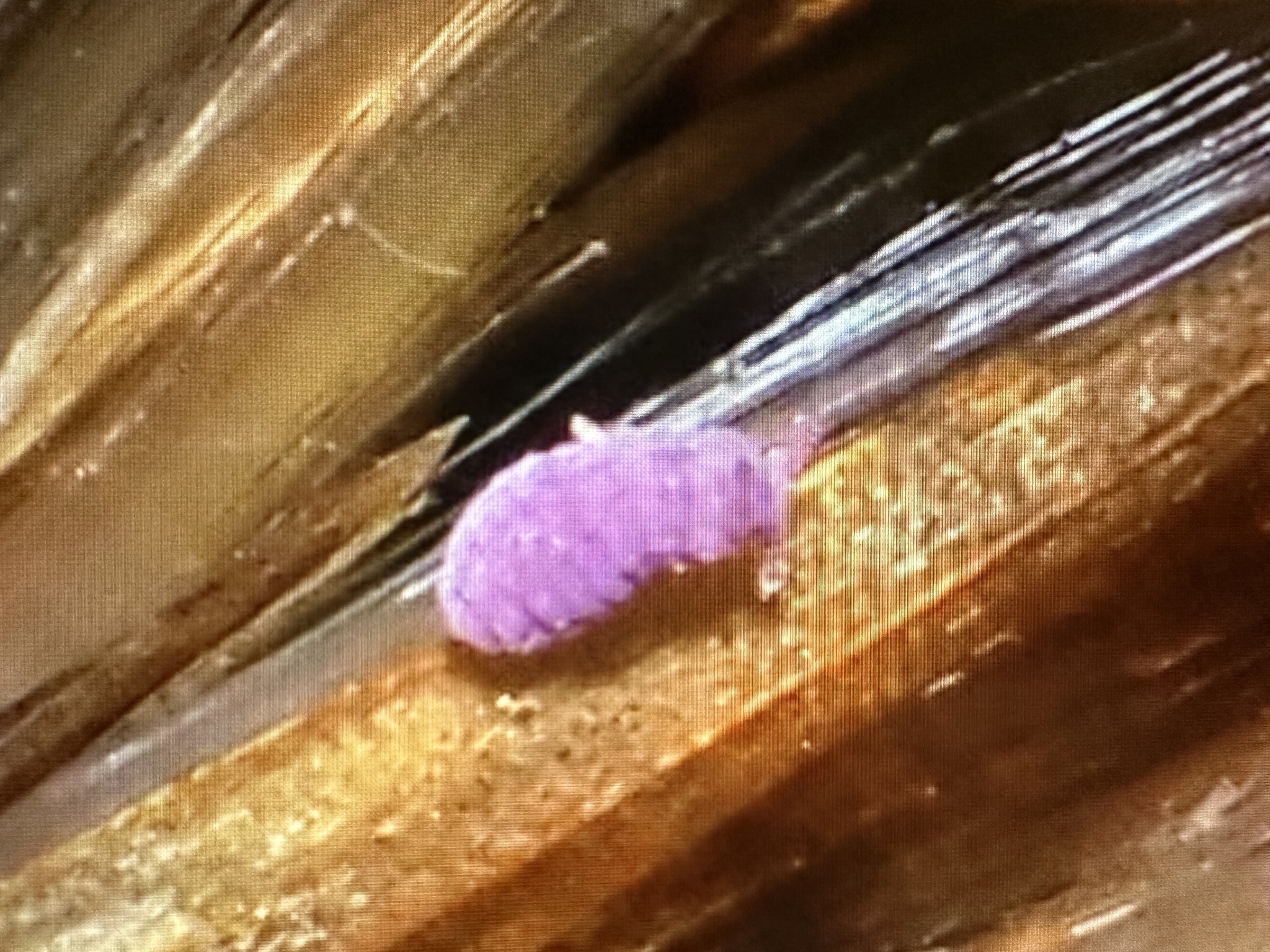 Brachystomella parvula (Schäffer, 1896)