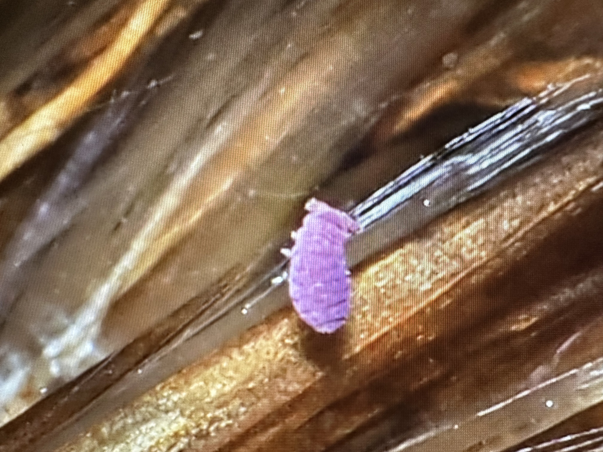 Brachystomella parvula (Schäffer, 1896)
