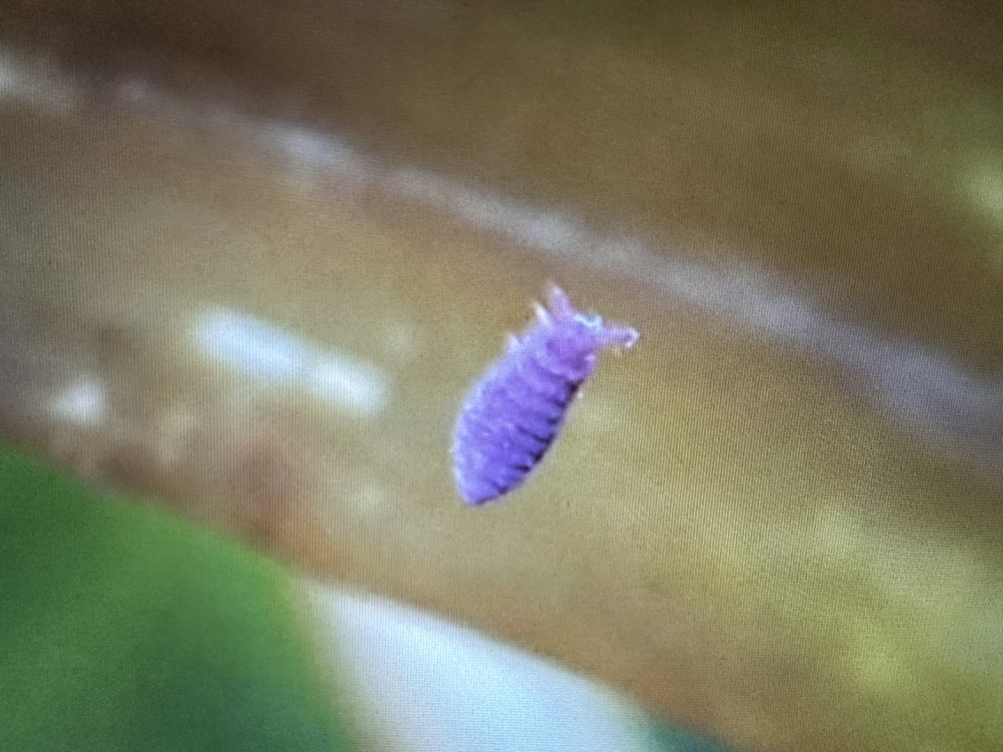Brachystomella parvula (Schäffer, 1896)
