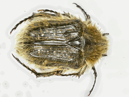 Hairy Rose Beetle