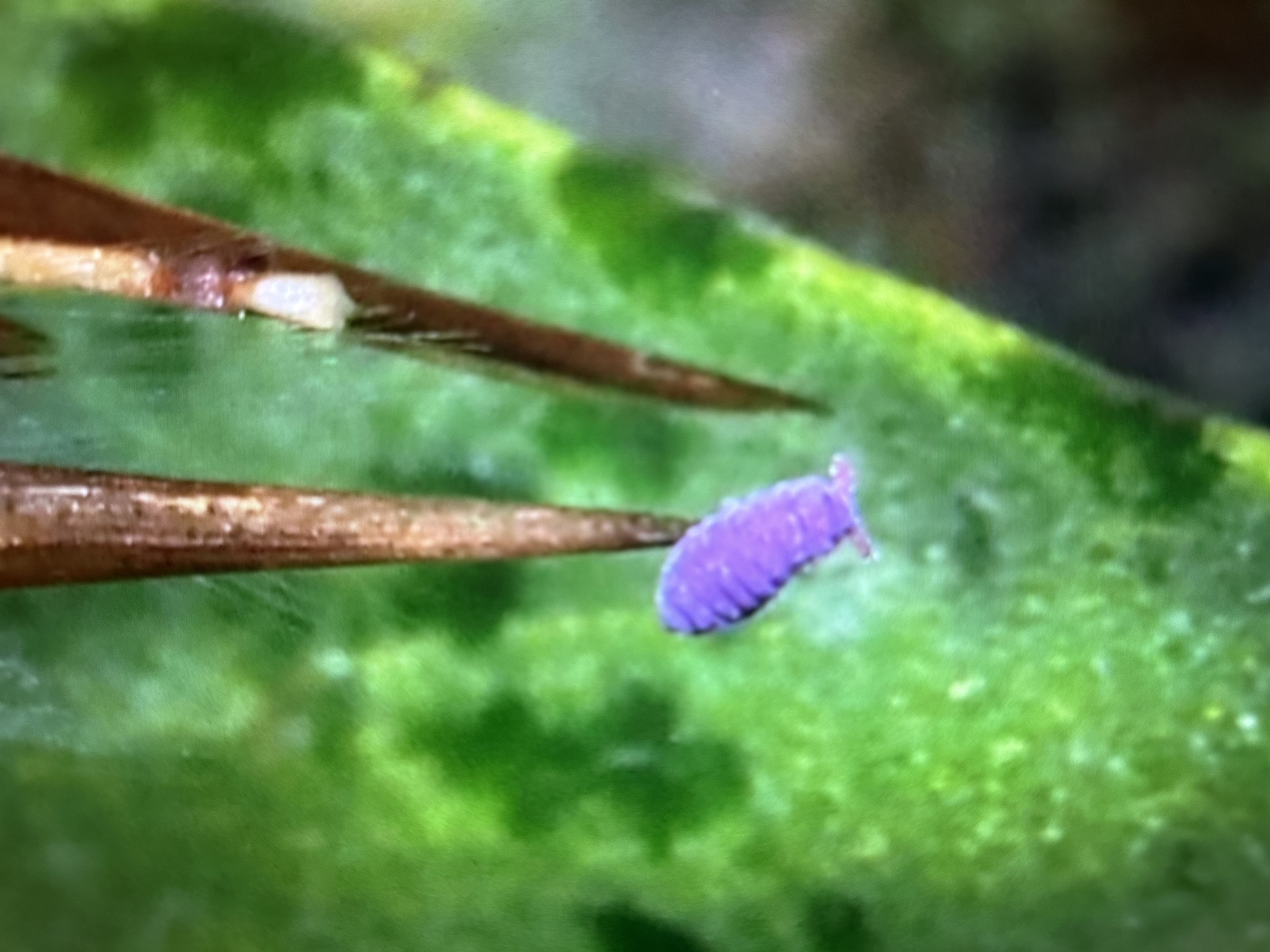 Brachystomella parvula (Schäffer, 1896)