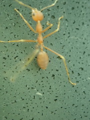 Oecophylla smaragdina