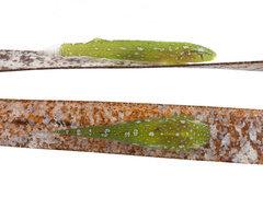 Emerald Clingfish photo 3