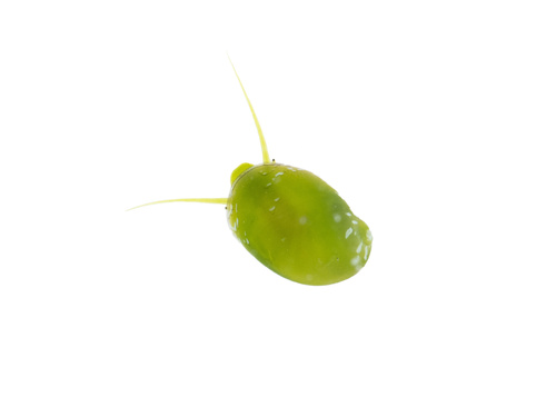 Emerald Nerite