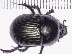 Geotrupes ibericus