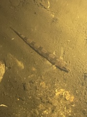 Waccamaw Darter photo 4
