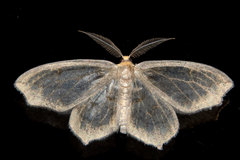 Hydatoscia ategua