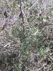 Kunzea leptospermoides