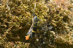 Synanthedon scoliaeformis
