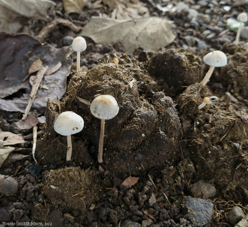 Panaeolus antillarum · July 2024 · photo: © teodoro_chivatabedoya (iNaturalist, cc-by)