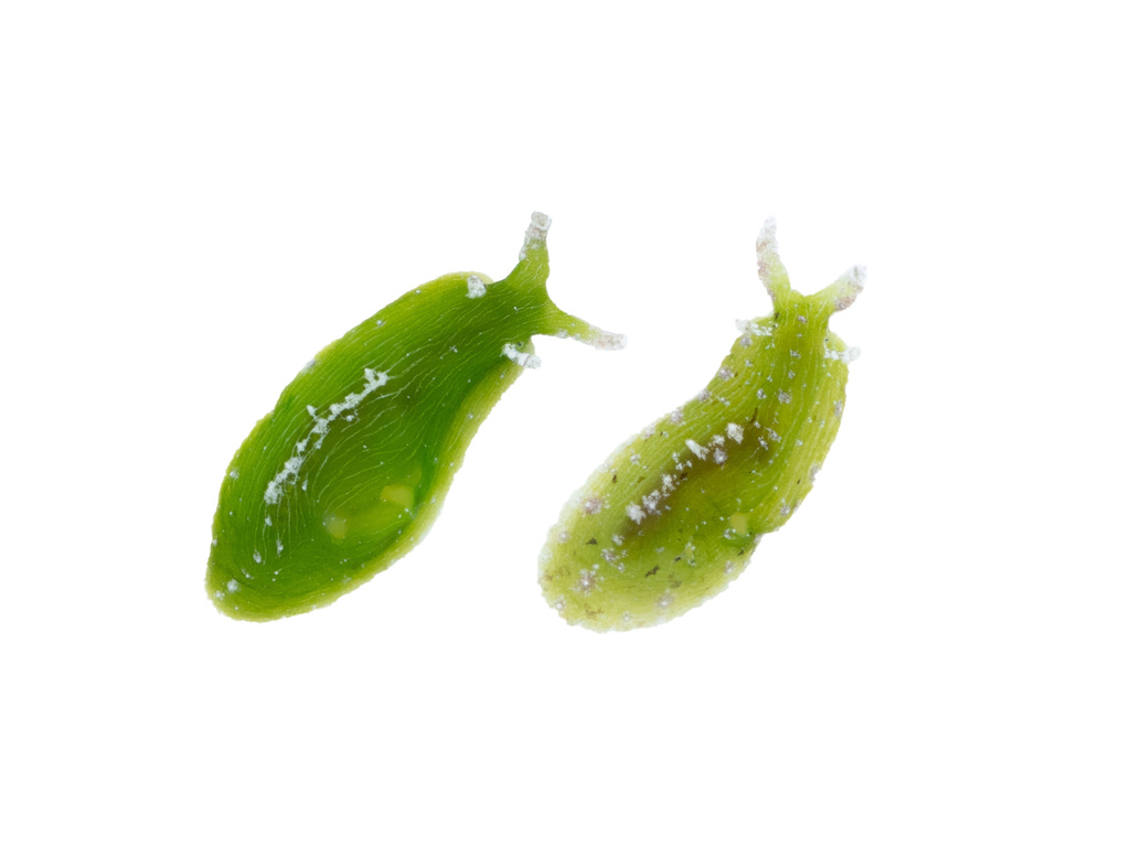 Turtle Grass Seahare