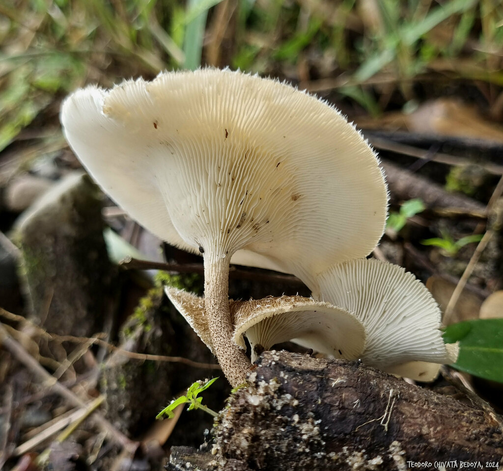 Lentinus crinitus
