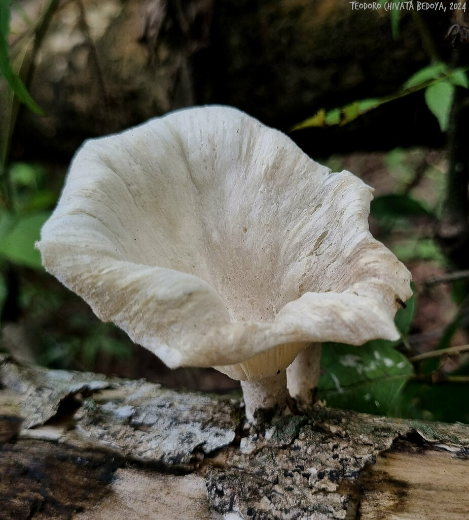 Lentinus scleropus · July 2024 · photo: © teodoro_chivatabedoya (iNaturalist, cc-by)