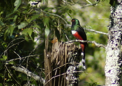 Trogon mexicanus