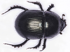 Geotrupes ibericus