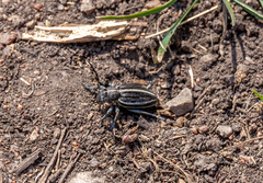 Dorcadion holosericeum