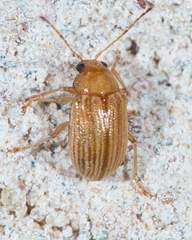 Colaspis brunnea