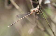 Lestes concinnus
