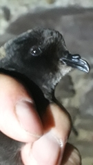 Hydrobates pelagicus