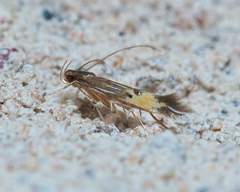 Cosmopterix quadrilineella