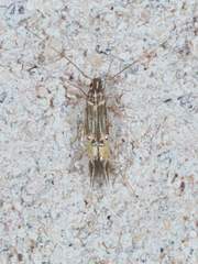 Cosmopterix quadrilineella