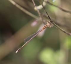 Lestes concinnus