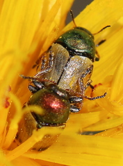 Cryptocephalus laetus