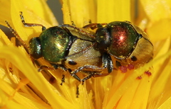 Cryptocephalus laetus