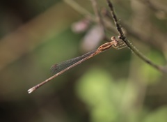 Lestes concinnus