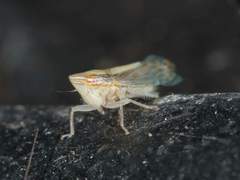 Scaphytopius elegans