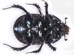 Geotrupes ibericus