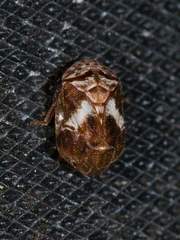 Clastoptera octonotata