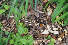 Neptis pryeri