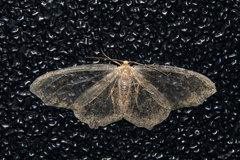 Hydatoscia ategua