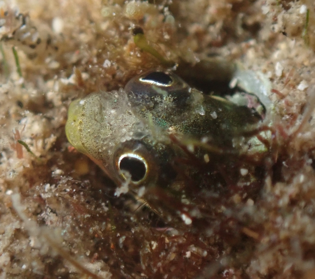 Revillagigedo Barnacle Blenny