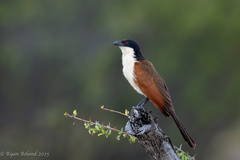 Coppery-Tailed Coucal photo 1