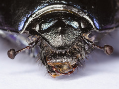 Geotrupes ibericus