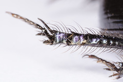 Geotrupes ibericus
