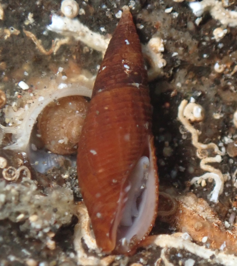 Atrimitra effusa