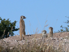 Suricata suricatta
