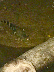 Paleosuchus trigonatus