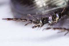 Geotrupes ibericus