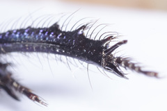 Geotrupes ibericus