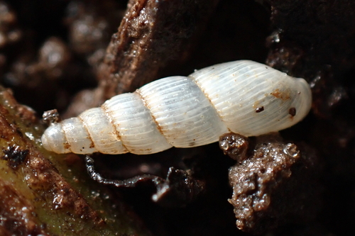 Streptostele musaecola observed 2025-01-25