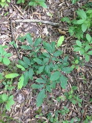 Castanea pumila