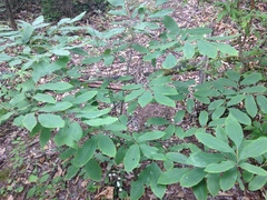Castanea pumila