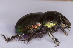 Trypocopris pyrenaeus