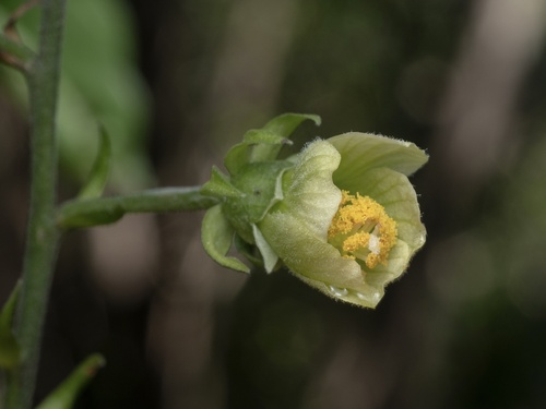 swampbush (Pavonia paludicola)